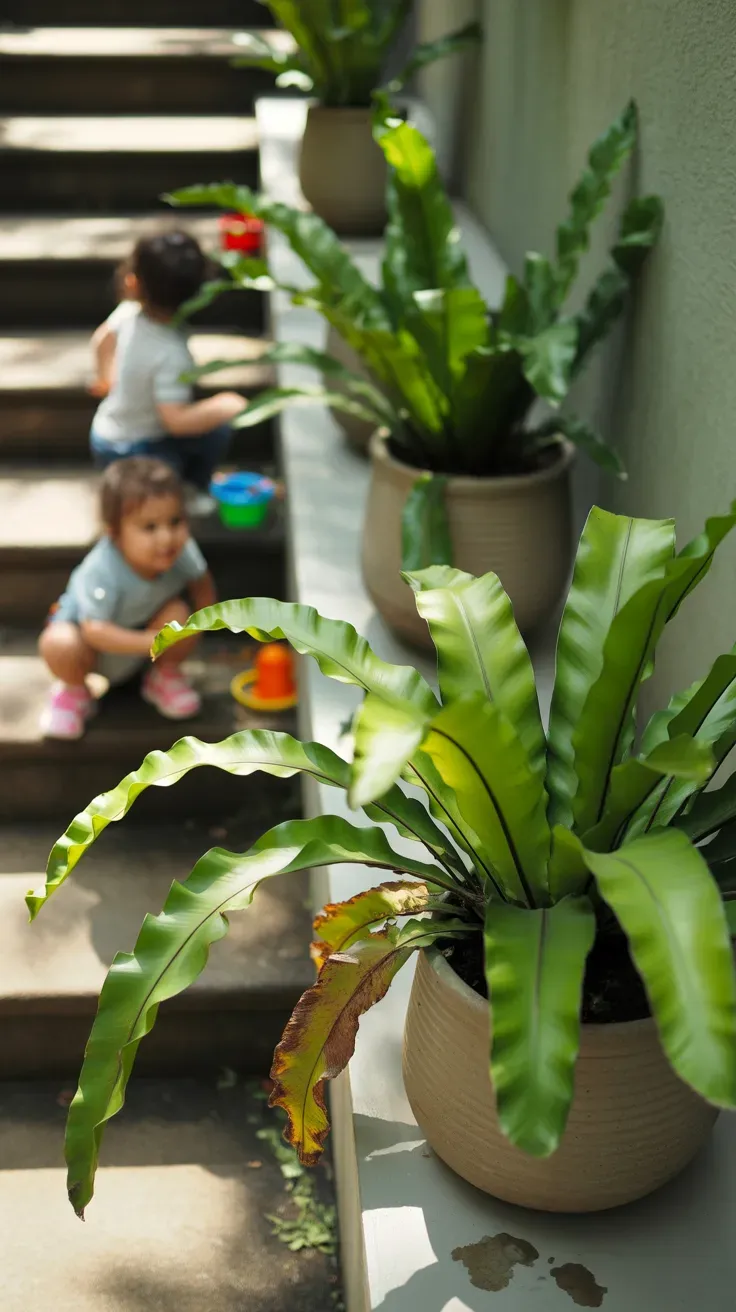 Bird's nest fern cluster in heavy ceramic pots providing sturdy texture on kid-safe staircase