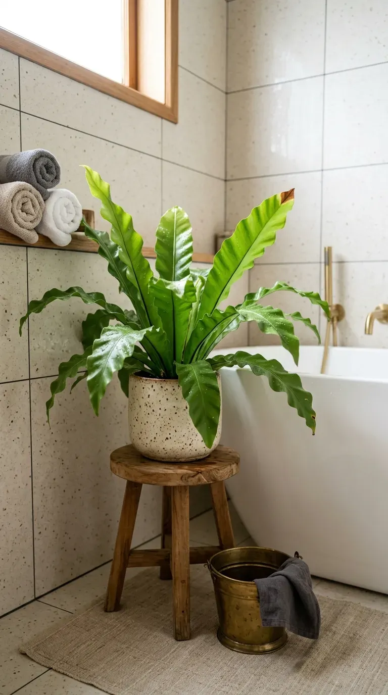 Bird's nest fern in a ceramic pot in the corner of a steamy small bathroom